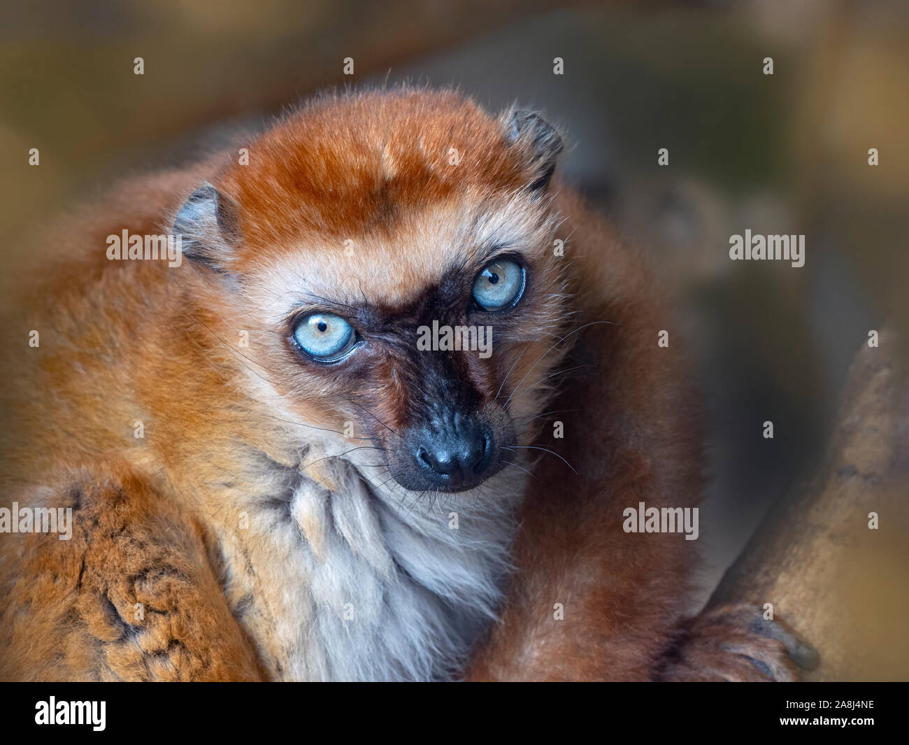 Weibliche Blue-eyed Black lemur Eulemur flavifrons weiblichen auch als lemur der Sclater bekannt Stockfoto