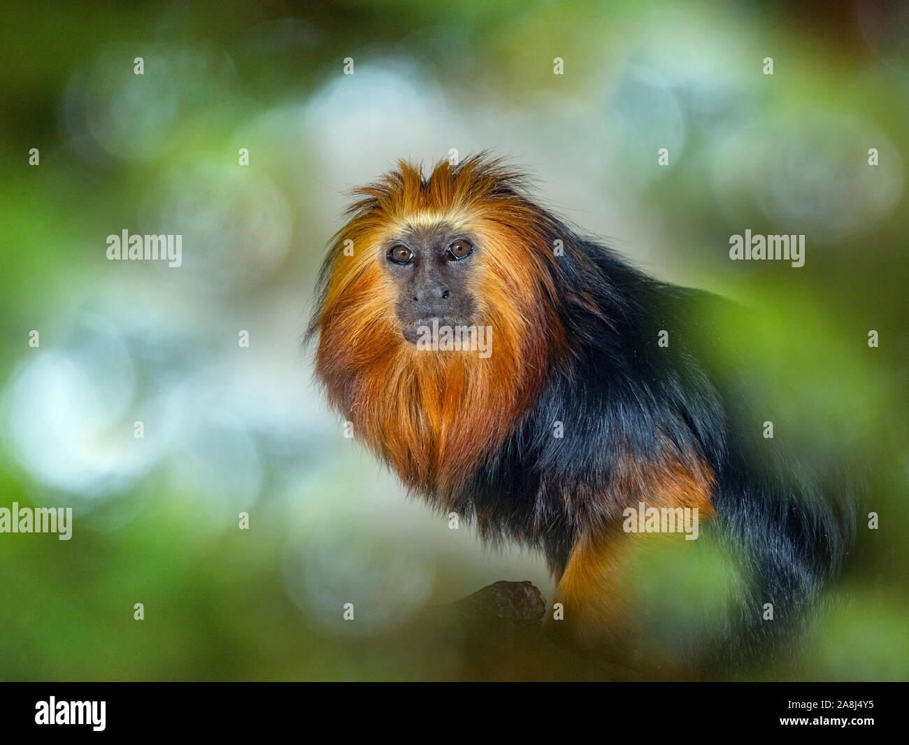 Golden-headed lion tamarin Leontopithecus chrysomelas Captive portrait Stockfoto Golden-headed lion tamarin Leontopithecus chrysomelas Captive portrait Stockfoto
