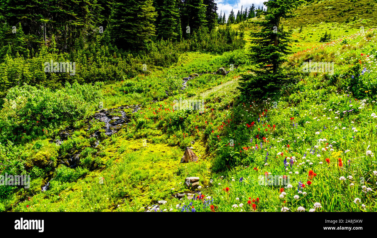 Alpine Feld und Wiesen mit vielen Sorten von Alpine wilde Blumen rund um Tod Berg in Sun Peaks in British Columbia, Kanada gefüllt Stockfoto