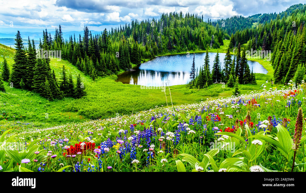 Ein Blick auf Tod See mit den vielen alpinen wilde Blumen wie aus dem Wanderweg gesehen unten kommen Tod Berg in Sun Peaks, British Columbia, Kanada Stockfoto