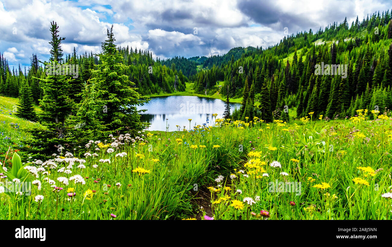 Ein Blick auf Tod See mit den vielen alpinen wilde Blumen wie aus dem Wanderweg gesehen unten kommen Tod Berg in Sun Peaks, British Columbia, Kanada Stockfoto
