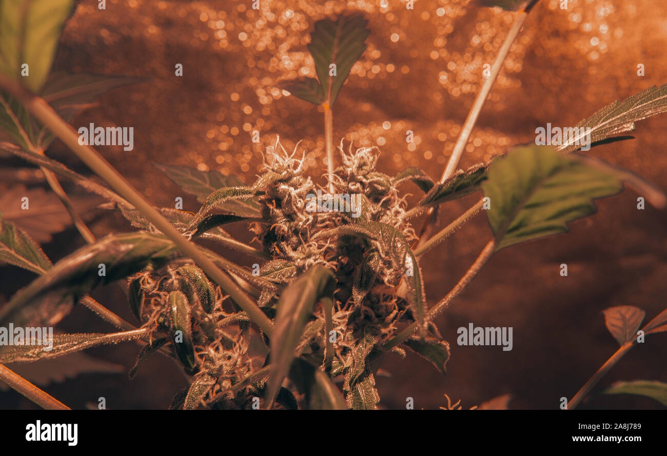 Erkunden Cannabissorten mit einer neuen Perspektive. Cannabinoid und terpen Profil, Terpene in Indica und Sativa, und hybrid Belastungen Stockfoto