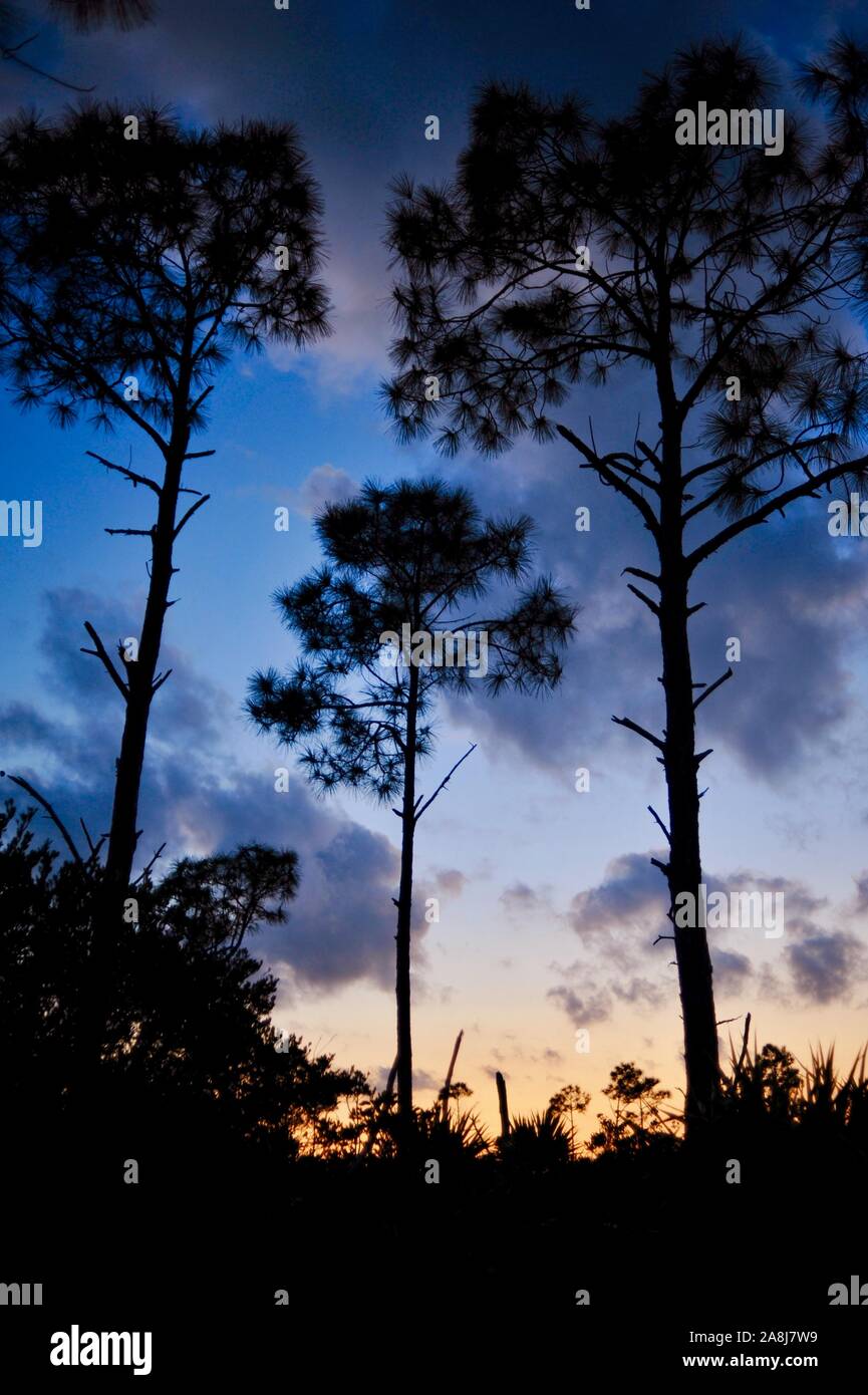Slash Pinienwälder und Palmetto scheuern bei Sonnenuntergang in der National Key Deer Zuflucht auf Big Pine Key, Florida Keys, Florida, USA Stockfoto