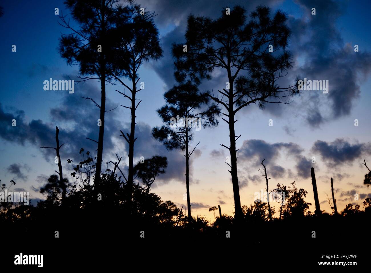 Slash Pinienwälder und Palmetto scheuern bei Sonnenuntergang in der National Key Deer Zuflucht auf Big Pine Key, Florida Keys, Florida, USA Stockfoto