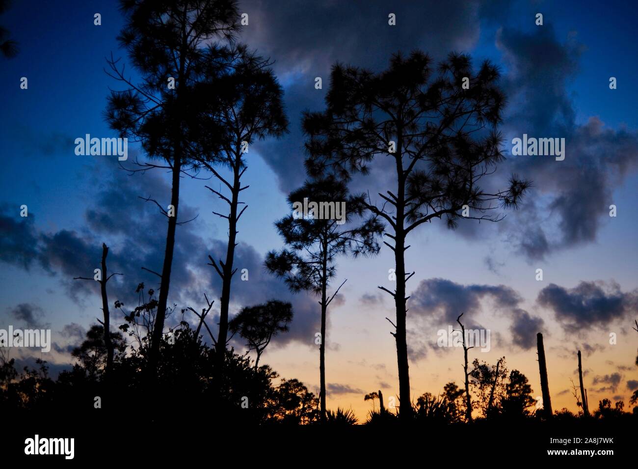 Slash Pinienwälder und Palmetto scheuern bei Sonnenuntergang in der National Key Deer Zuflucht auf Big Pine Key, Florida Keys, Florida, USA Stockfoto