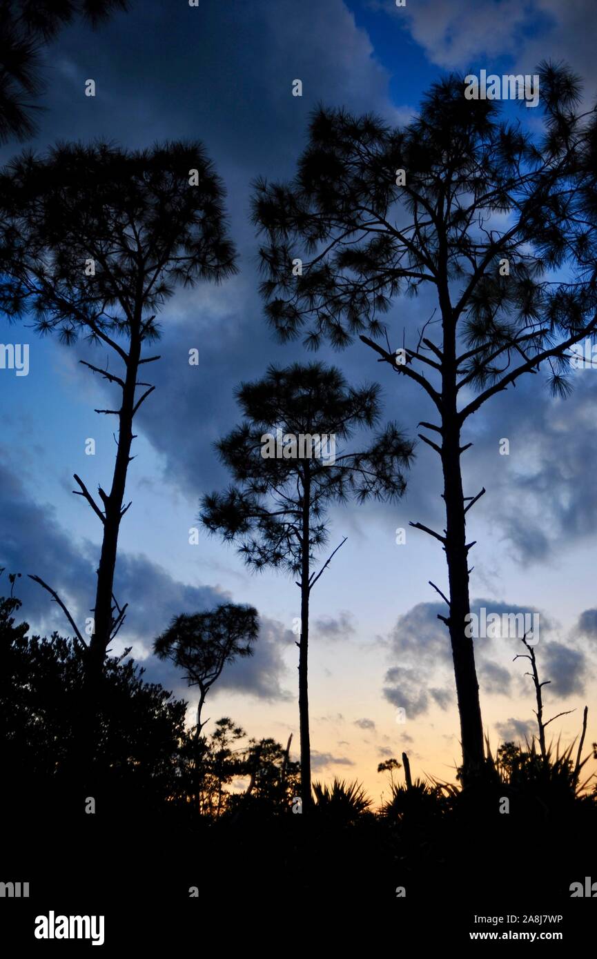 Slash Pinienwälder und Palmetto scheuern bei Sonnenuntergang in der National Key Deer Zuflucht auf Big Pine Key, Florida Keys, Florida, USA Stockfoto