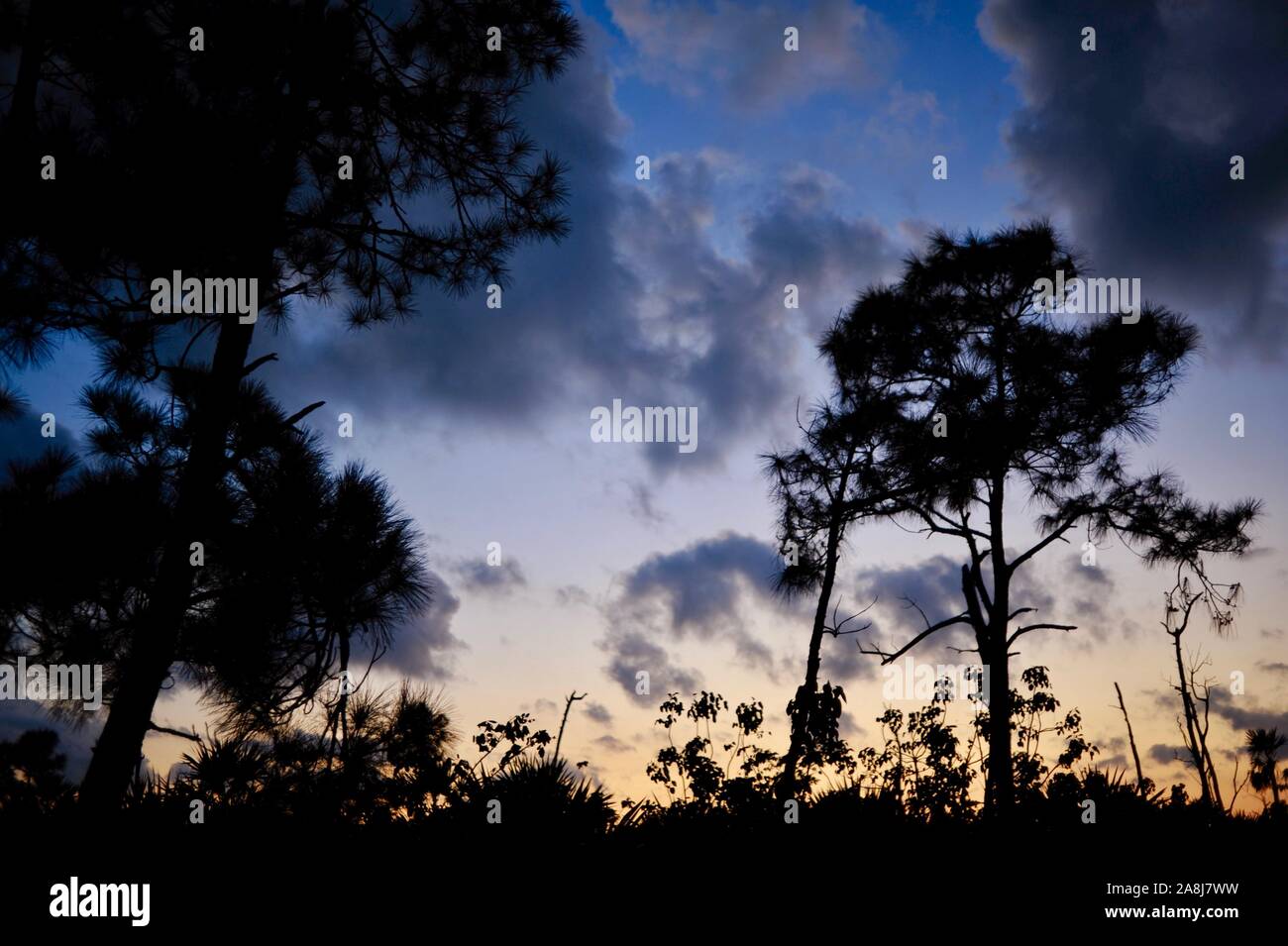 Slash Pinienwälder und Palmetto scheuern bei Sonnenuntergang in der National Key Deer Zuflucht auf Big Pine Key, Florida Keys, Florida, USA Stockfoto
