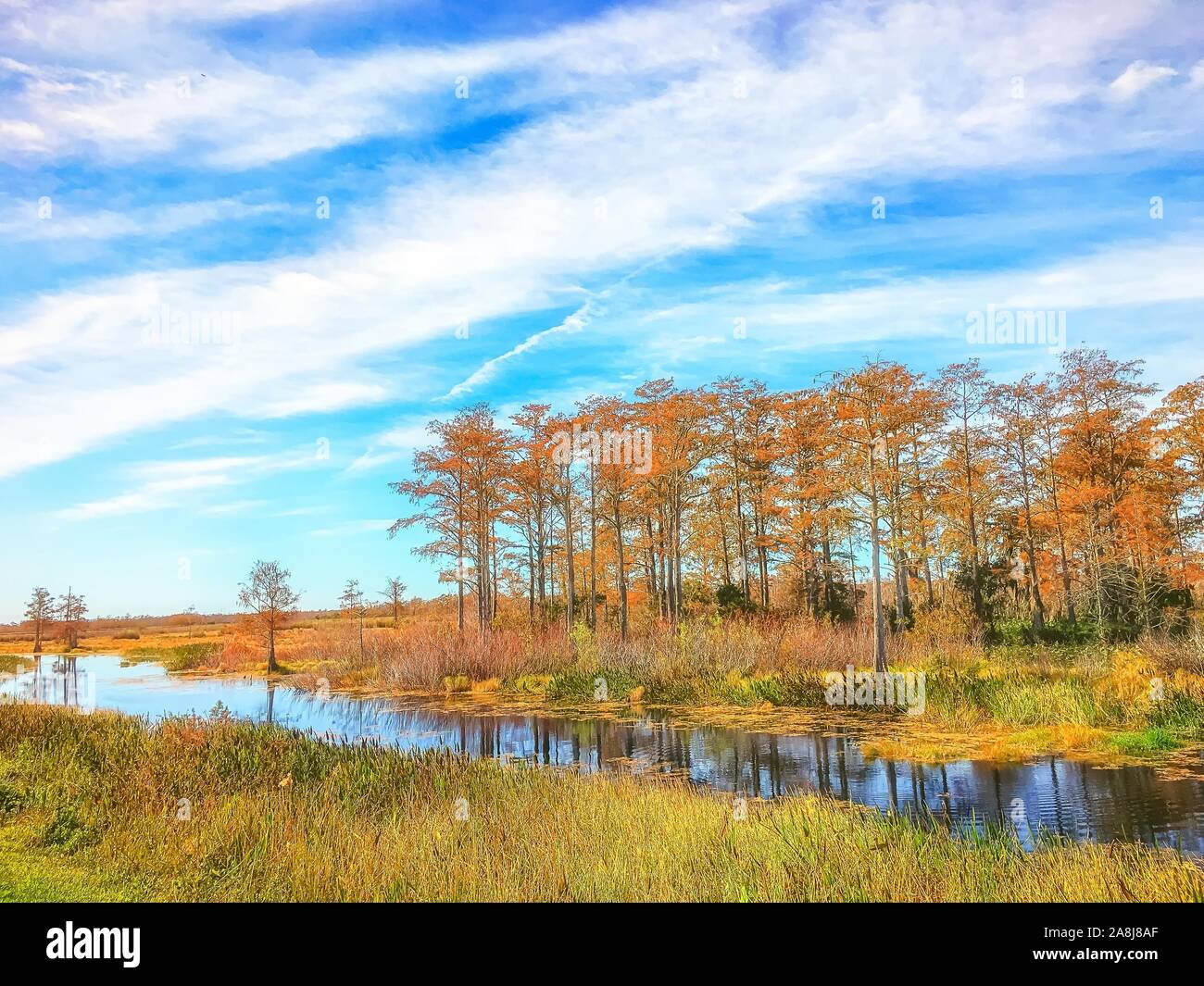 Herbst Laub in den Sumpf Stockfoto