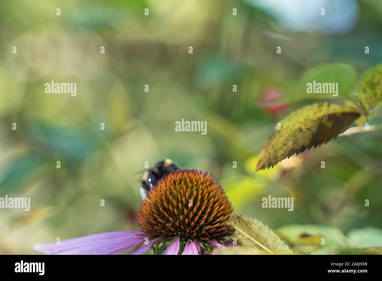 Stock Foto von einem Detail einer samenanlage einer Blume mit einer Biene Stockfoto