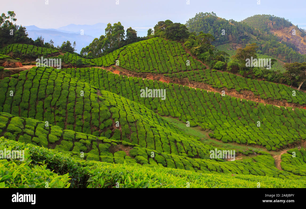 Blick von Kolukkumalai Tee Immobilien (Weltweit höchste Tee Immobilien) Stockfoto