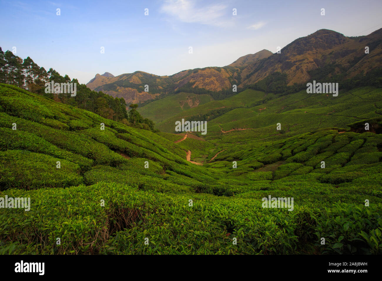 Blick von Kolukkumalai Tee Immobilien (Weltweit höchste Tee Immobilien) Stockfoto