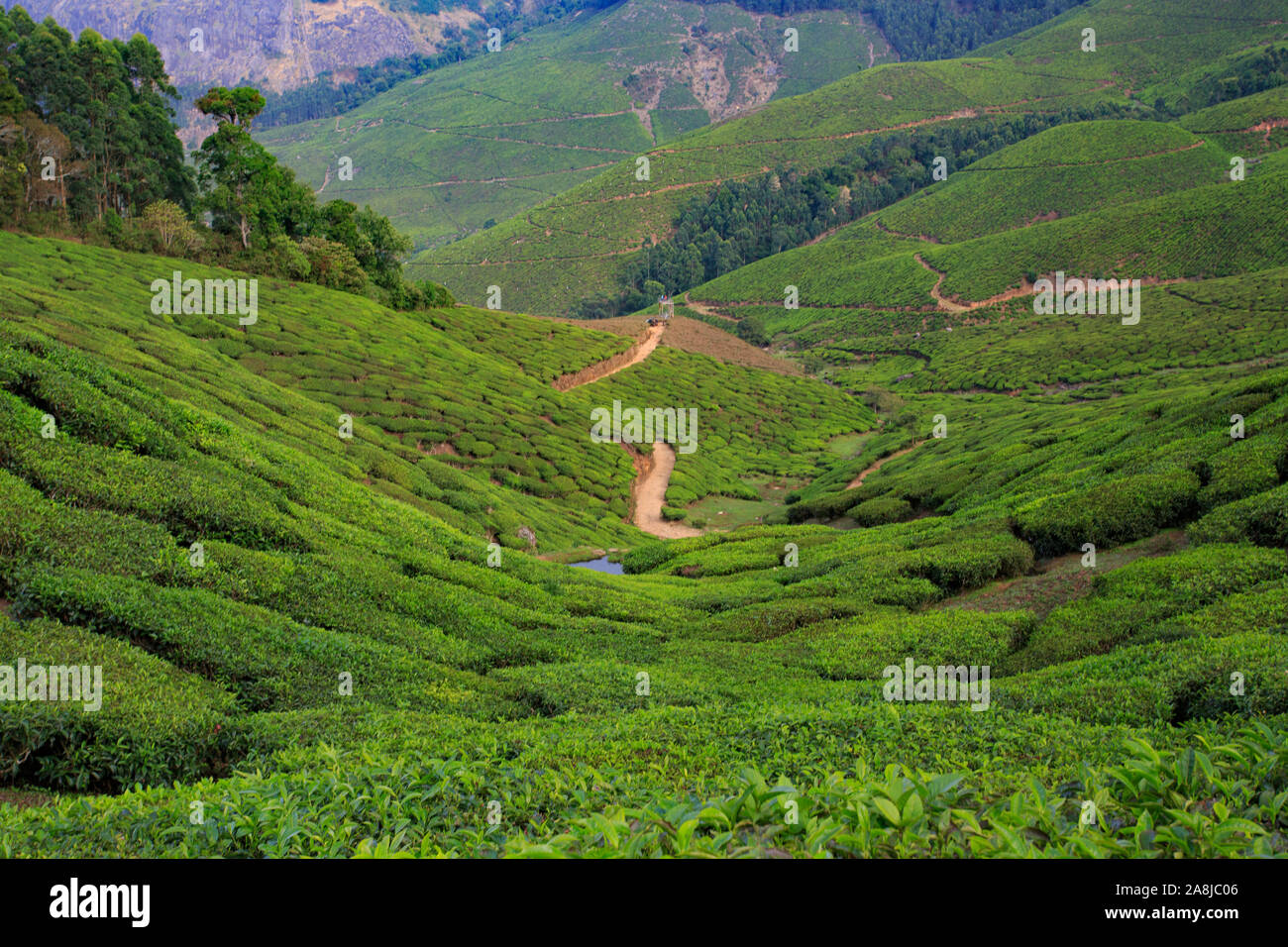 Blick von Kolukkumalai Tee Immobilien (Weltweit höchste Tee Immobilien) Stockfoto