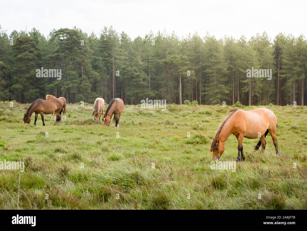 Ponys grasen in der New Forest in Hampshire, England, Großbritannien Stockfoto