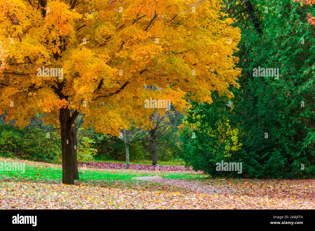 Mutter Natur auf voller Anzeige wie Bäume im Südwesten von Ontario, Kanada Signal den Wechsel der Jahreszeiten vom Sommer in den Herbst. Stockfoto