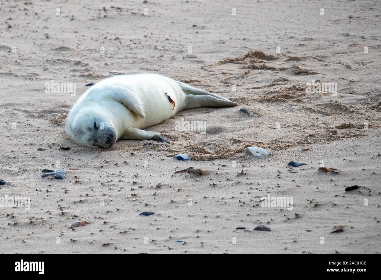 Horsey, UK. 9 Nov 2019, neugeborene SEAL Pup an Horsey Lücke Credit: Jason Richardson/Alamy leben Nachrichten Stockfoto