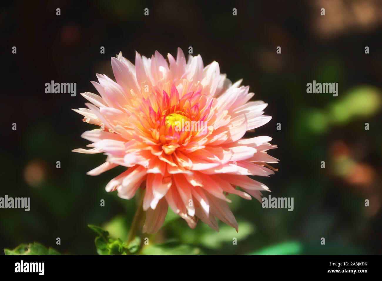 Eine schöne rosa Dahlie, Dalia, Dahlia pinnata Blume Stockfoto