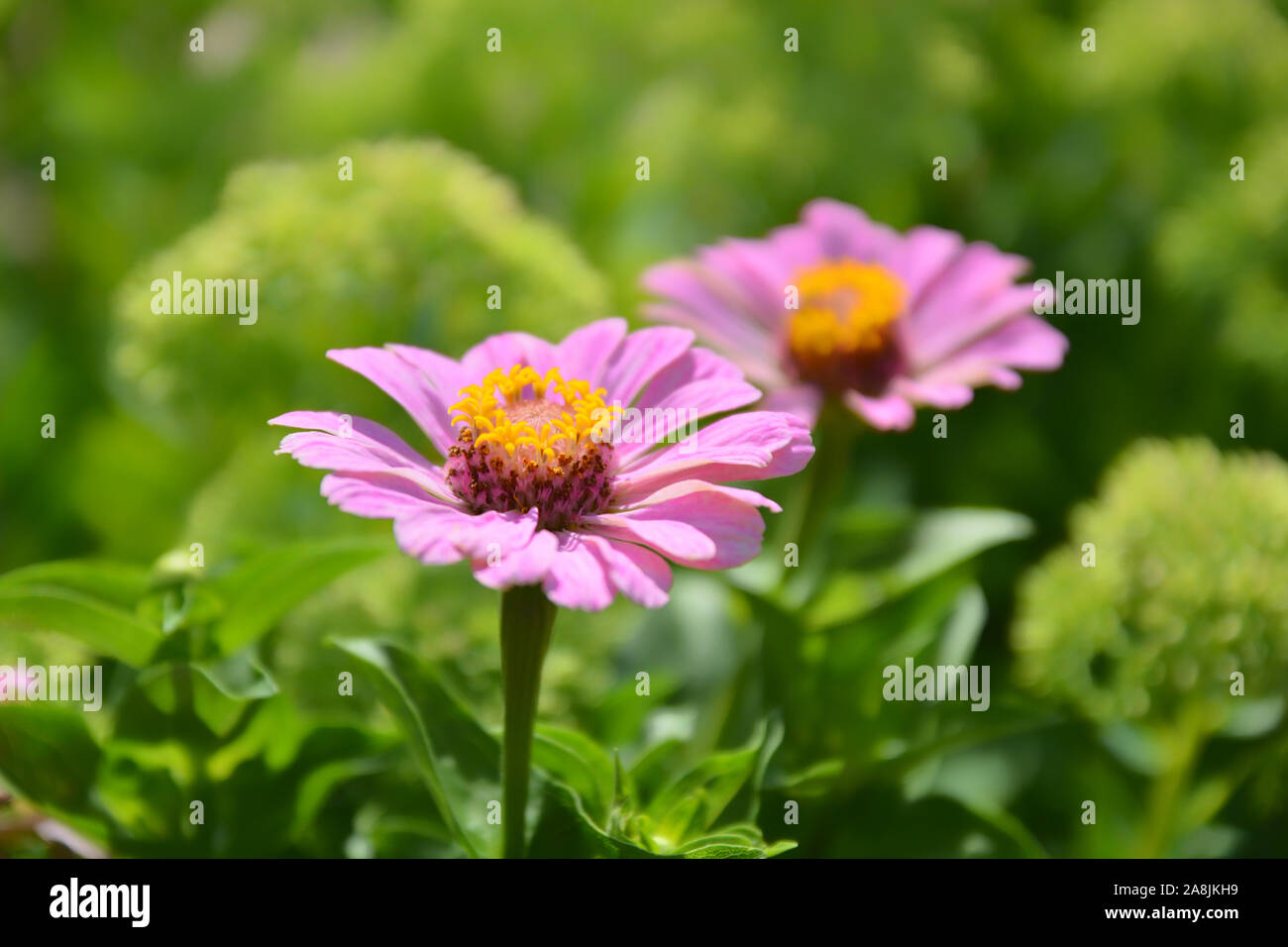 Rosa cosmos Blumen mit grünem weichem Hintergrund Stockfoto