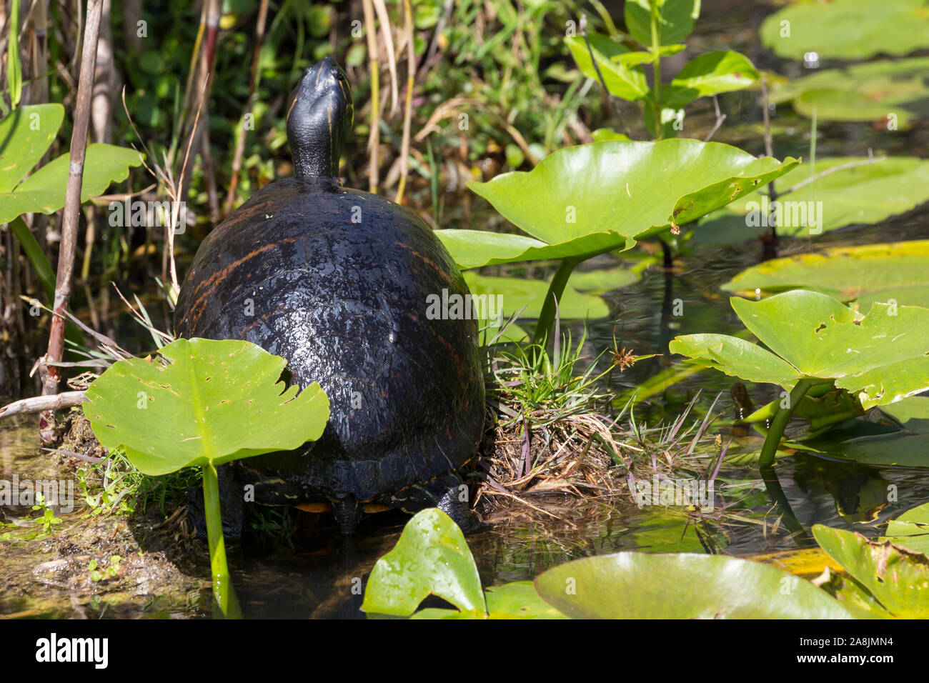 Eine wilde redbellied cooter Schildkröte essen eine Anlage in den Everglades National Park (Florida). Stockfoto