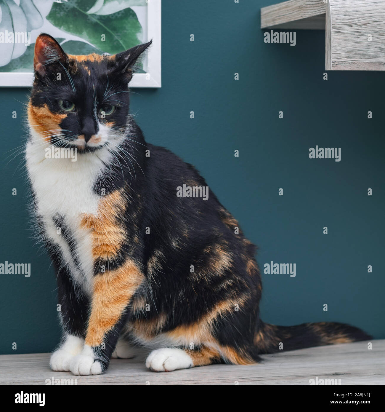 Calico Katze sitzt auf einer hölzernen Oberfläche mit großen, bunten Augen. Stockfoto