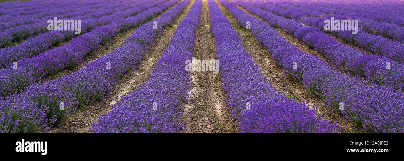 Ätherisches Öl ernten. Lavendel Pflanze. Stockfoto