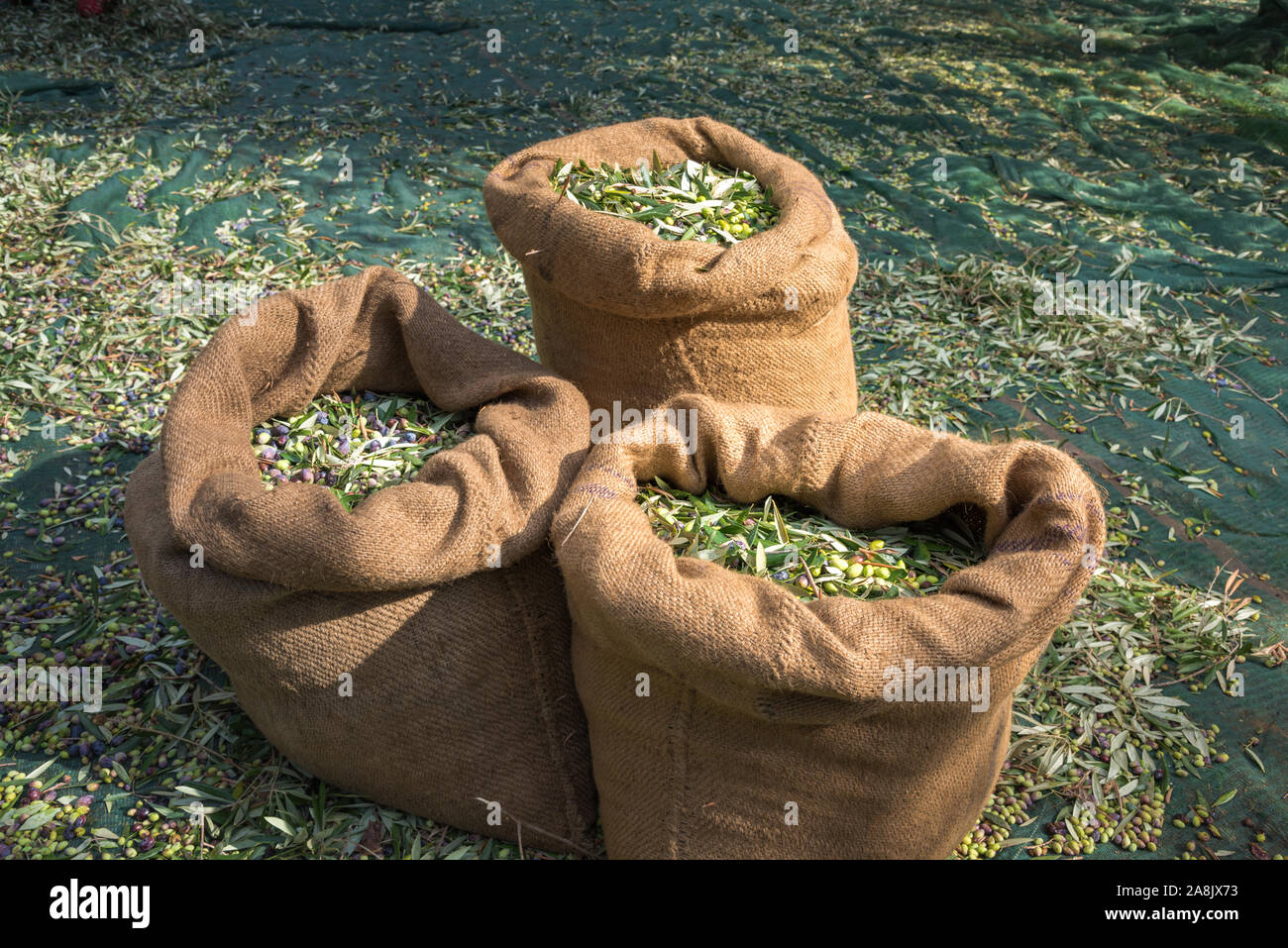 Geernteten Oliven in Säcken in einem Feld in Kreta, Griechenland für die Produktion von Olivenöl, mit grünen Netzen. Stockfoto