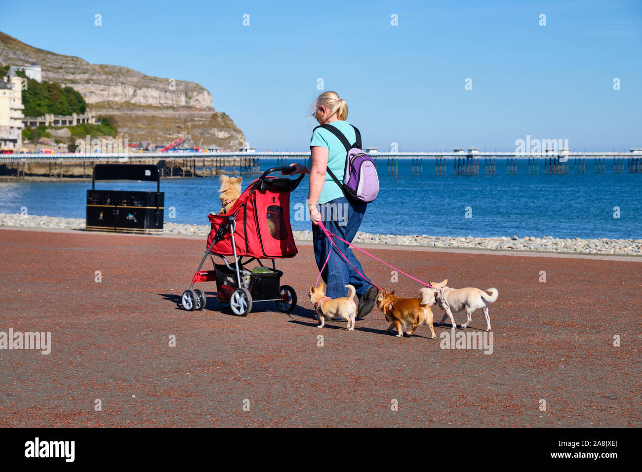 Frau für einen Spaziergang an einem sonnigen Herbsttag auf der Pier von Llandudno Wales mit drei Hunde an der Leine und einer in einem Kinderwagen. Llandudno, Wales, 18. September Stockfoto