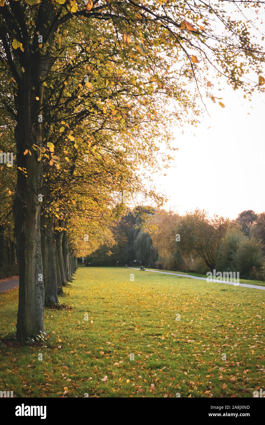 Parks im Herbst Farben der Saison November Nebel Stockfoto