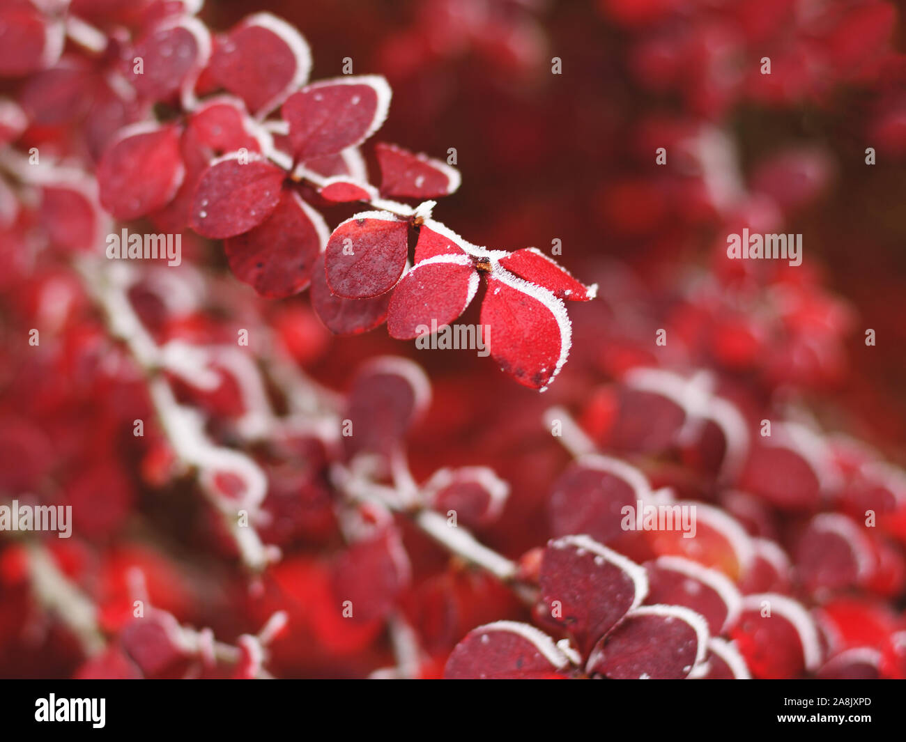 Frosty berberitze Zweig mit roten Herbst schließen lässt - bis Stockfoto