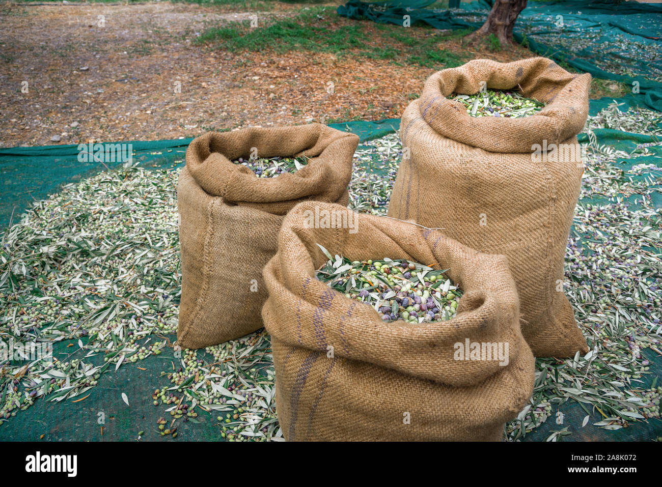 Geernteten Oliven in Säcken in einem Feld in Kreta, Griechenland für die Produktion von Olivenöl, mit grünen Netzen. Stockfoto