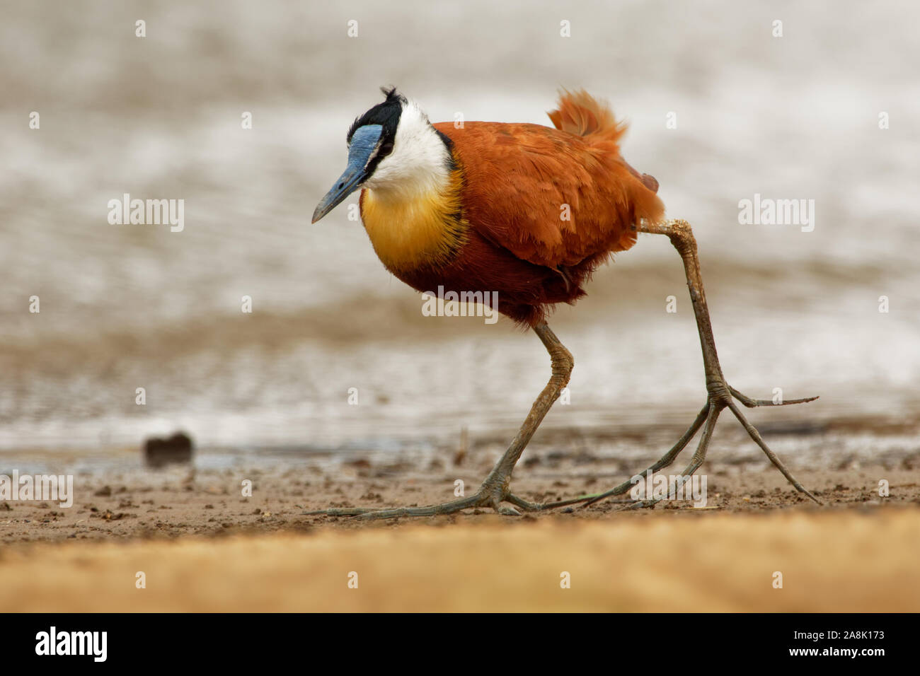 African Jacana - actophilornis Africanus ist ein WADER in der Familie Jacanidae, identifizierbar durch langen Zehen und lange Krallen, die es Ihnen ermöglichen, auf Flo zu gehen Stockfoto