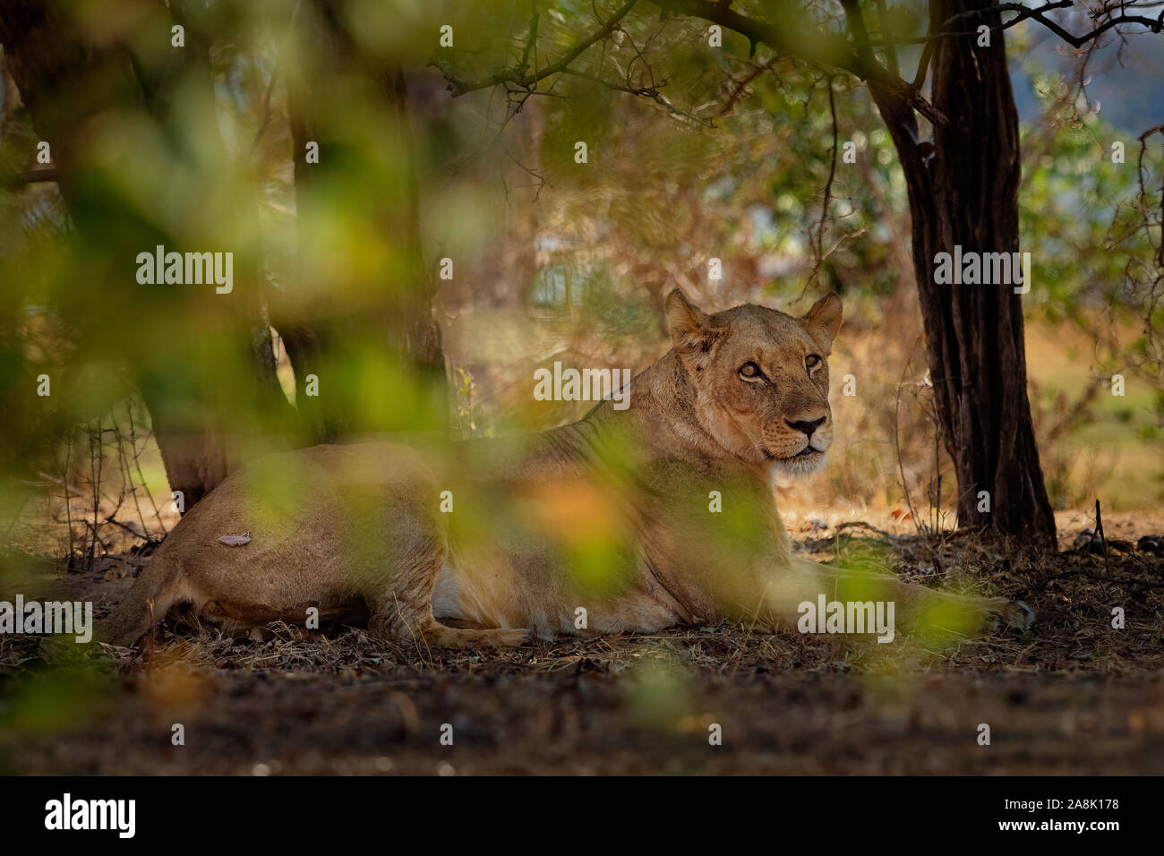 Von Lion Panthera leo König der Tiere. Löwin ruhen im Nationalpark Mana Pools in Simbabwe nach der erfolgreichen Jagd. Stockfoto
