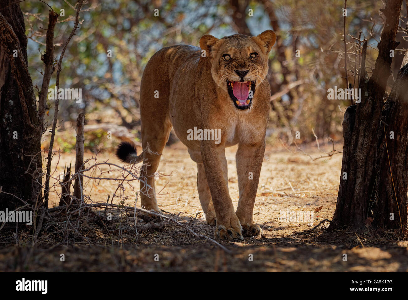 Von Lion Panthera leo König der Tiere. Wütend Löwin im Nationalpark Mana Pools in Simbabwe nach der erfolgreichen Jagd. Stockfoto