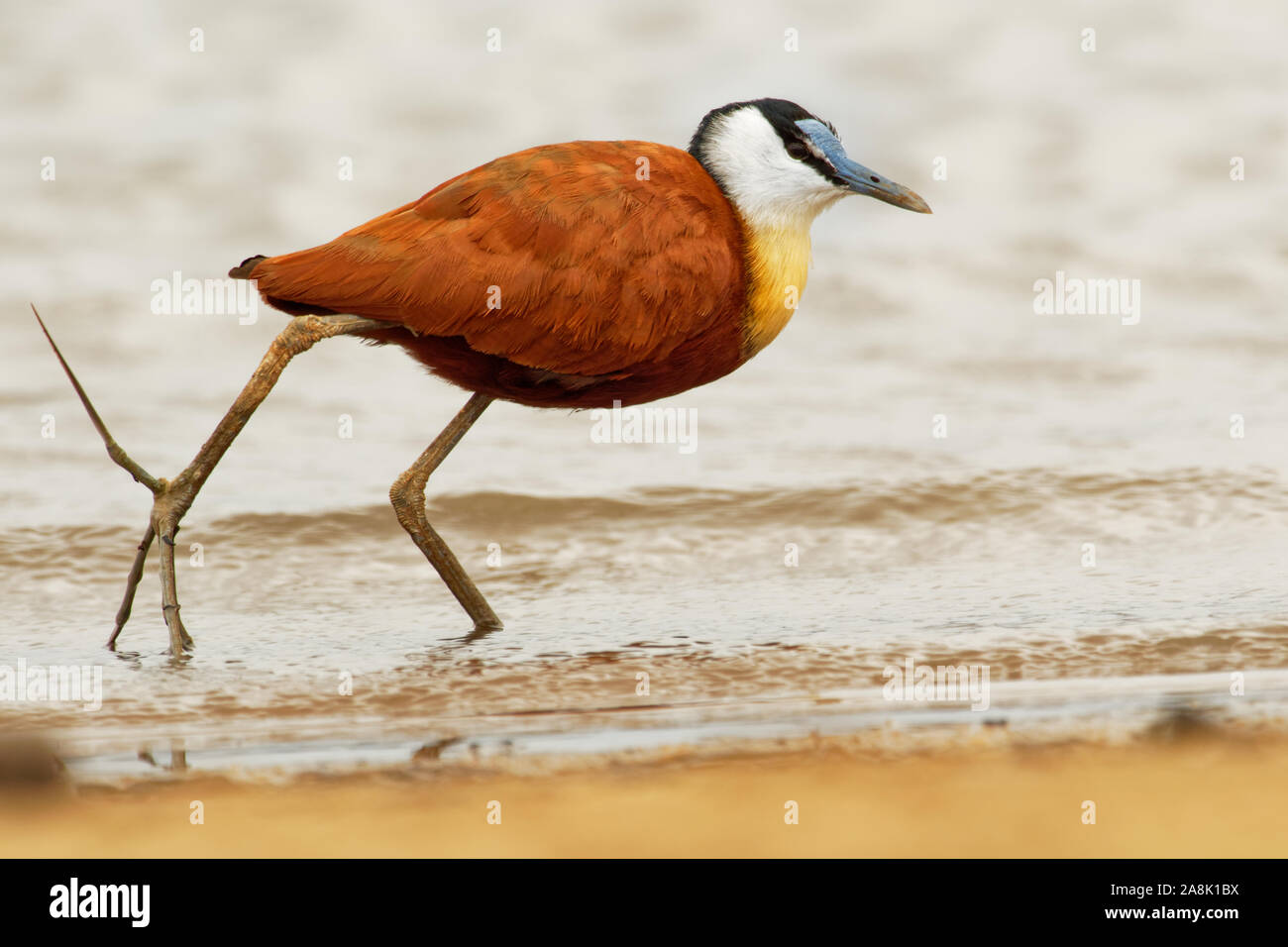 African Jacana - actophilornis Africanus ist ein WADER in der Familie Jacanidae, identifizierbar durch langen Zehen und lange Krallen, die es Ihnen ermöglichen, auf Flo zu gehen Stockfoto