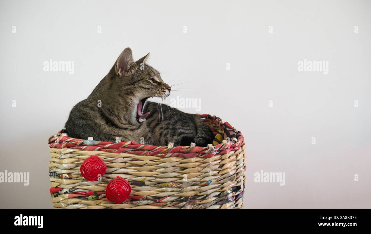 Die schläfrige Katze gähnt in Korb im Haus liegen. Die Katze schreit. Stockfoto