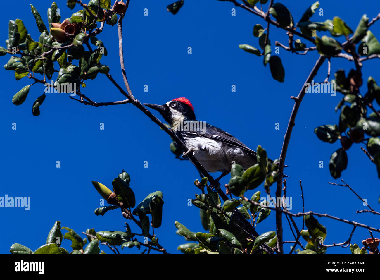 Eiche Baum voller Eicheln ist ein perfekter Ort für Acorn Specht zu hocken und Futter essen gegen den Herbst blauer Himmel. Stockfoto