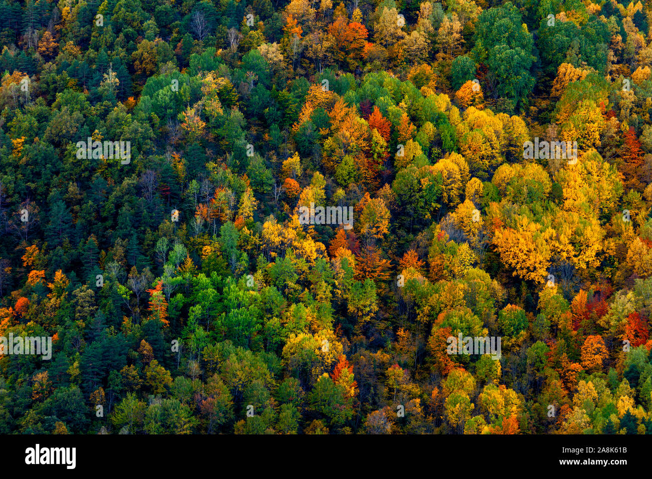 Schönen Farben der falll Wald. Pyrenäen, Spanien Stockfoto