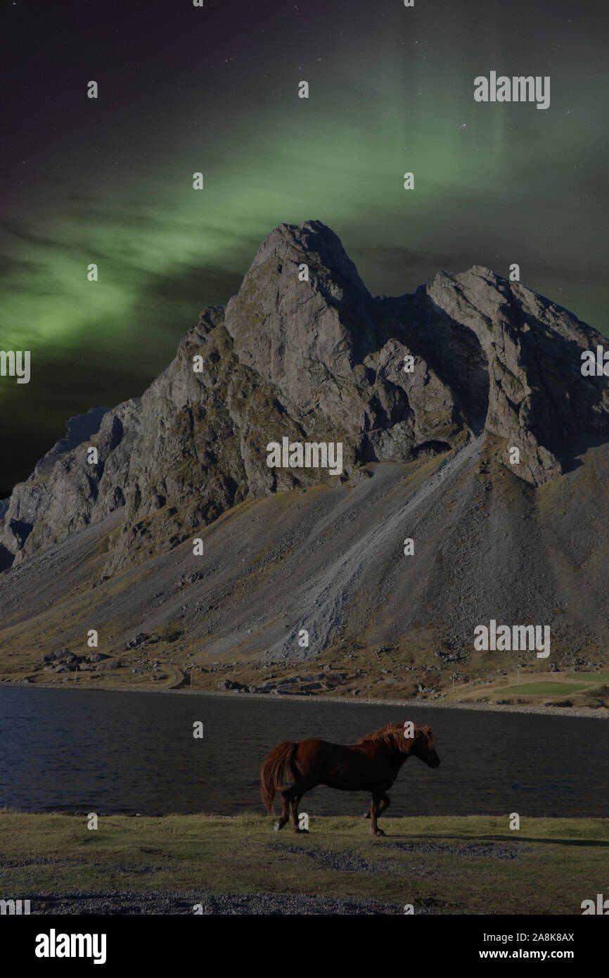 Süße Pferdchen in Island mit Northern Lights Stockfoto