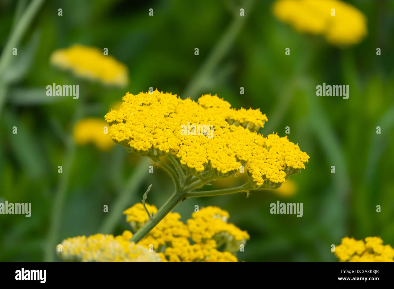 Schafgarbe Blumen in voller Blüte im Frühling Stockfoto