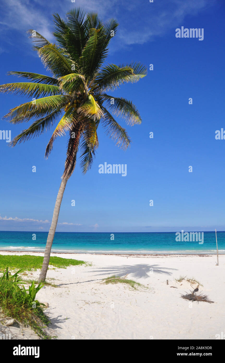 Schiefe Palme mit Kokosnüssen auf der karibischen Strand in Tulum, Quintana Roo, Yucatan, Mexiko, Nordamerika. Stockfoto