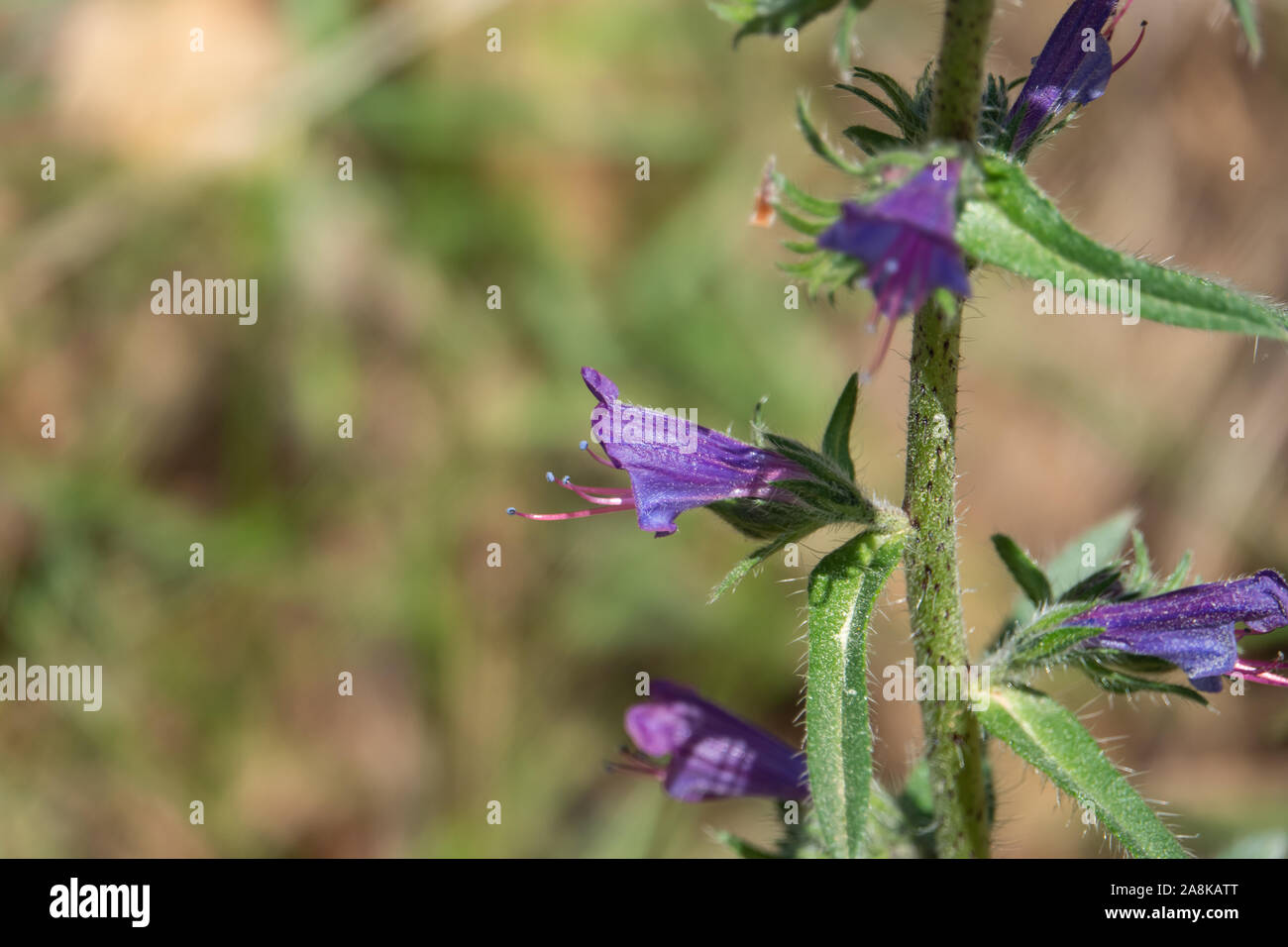 Der Viper Bugloss Blumen in voller Blüte im Frühling Stockfoto