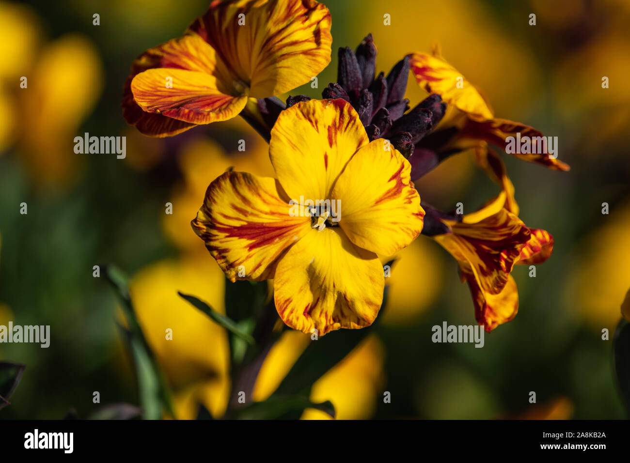 Mauerblümchen in der Blüte im Frühling Stockfoto