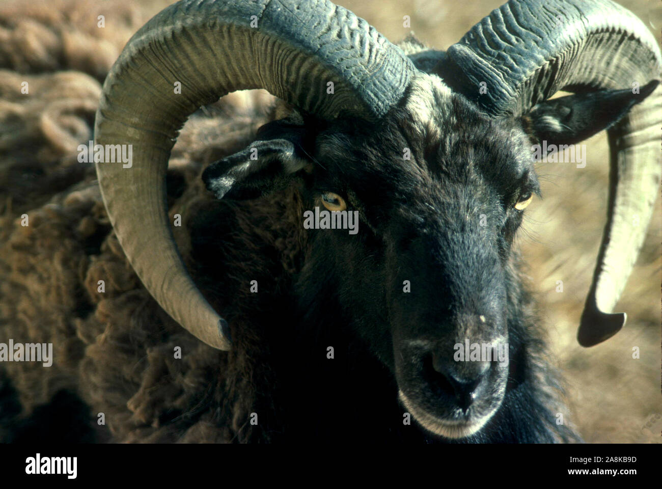 Urial (Ovis vignei punjabiensis) einmal gemeinsame in Zentralasien jetzt selten, Pakistan 1980 Stockfoto