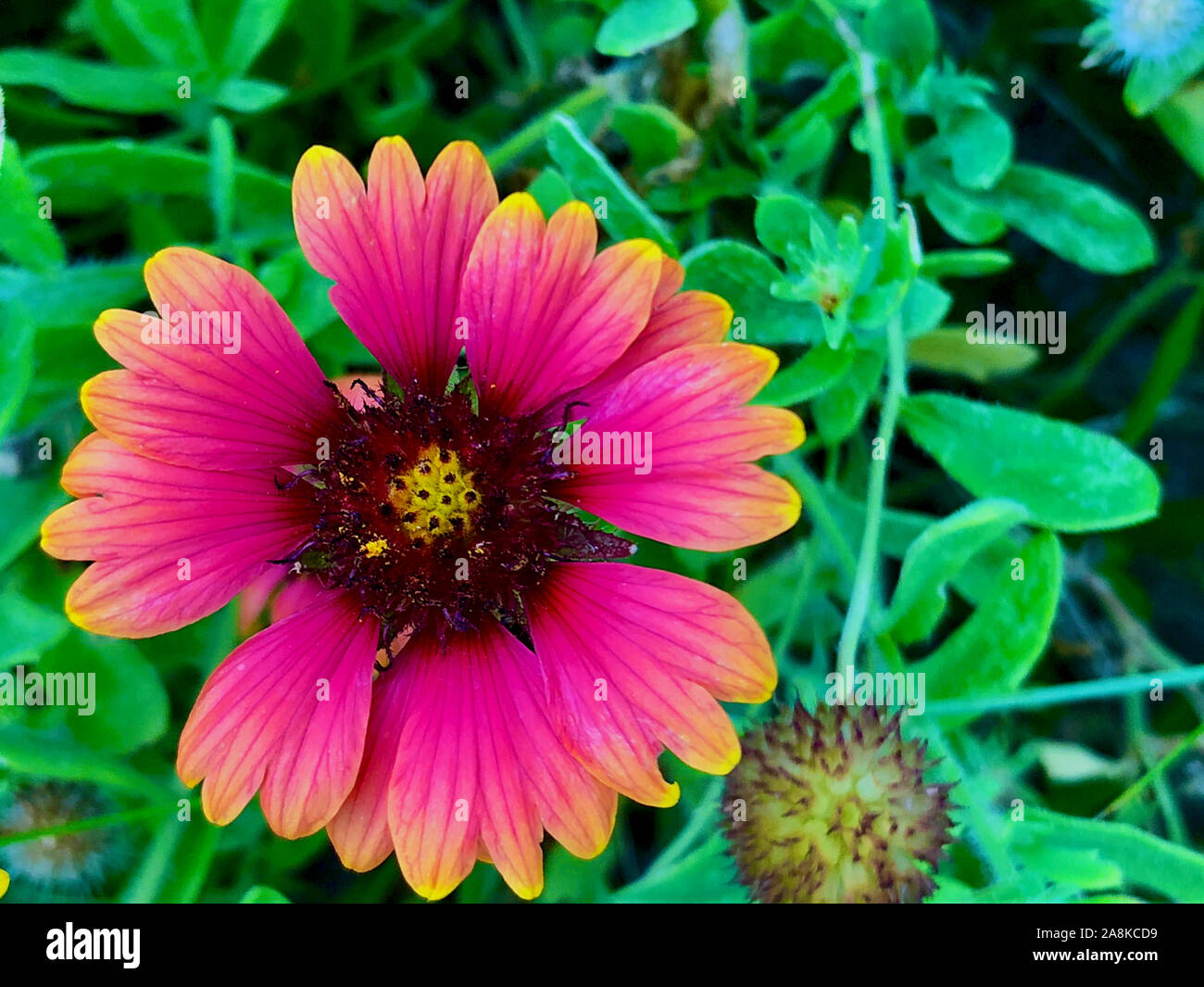 Rot, orange und Gelb Sonnenblume in Südflorida am Strand Stockfoto