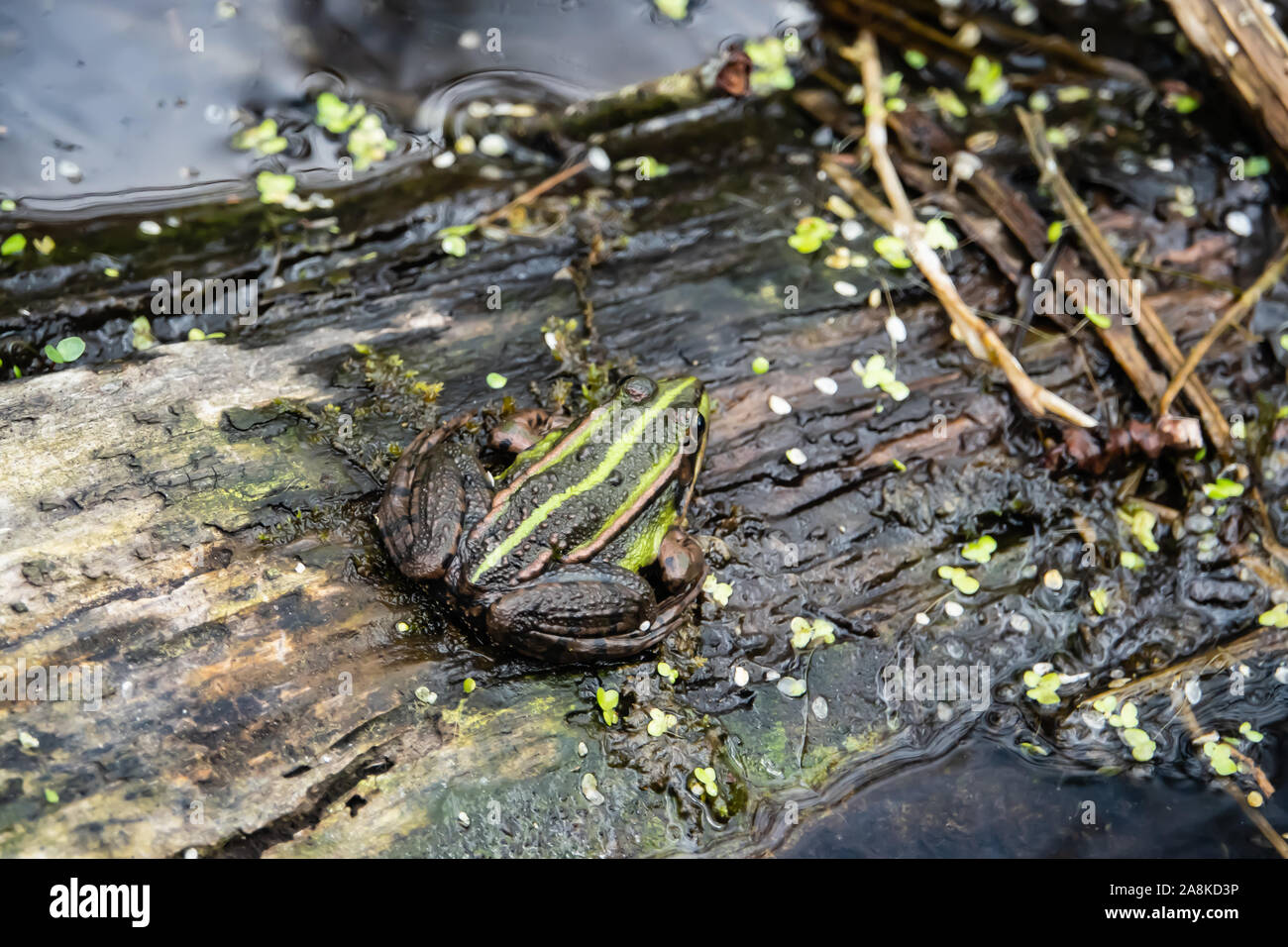 Wasser Frosch ruht auf Log der Teich im Frühling Stockfoto