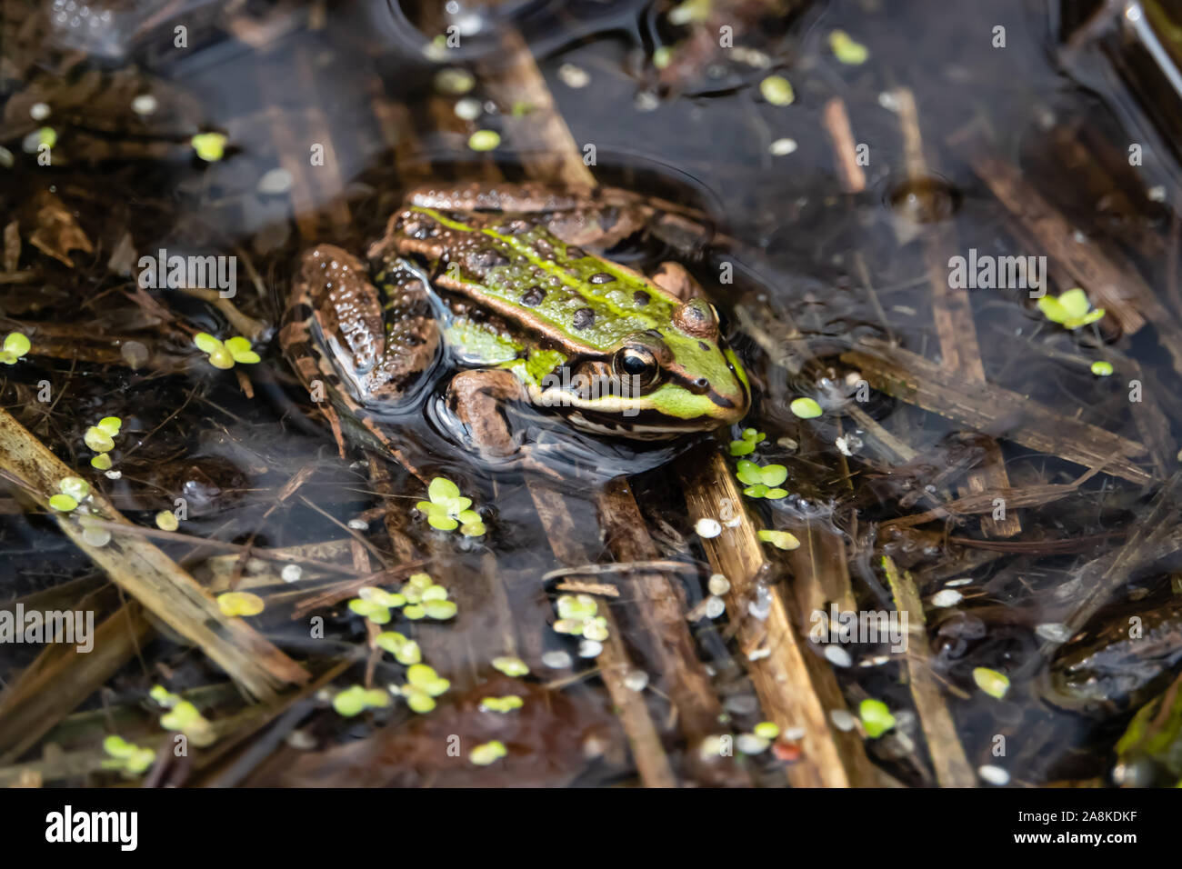 Wasser Frosch ruht im Teich im Frühling Stockfoto