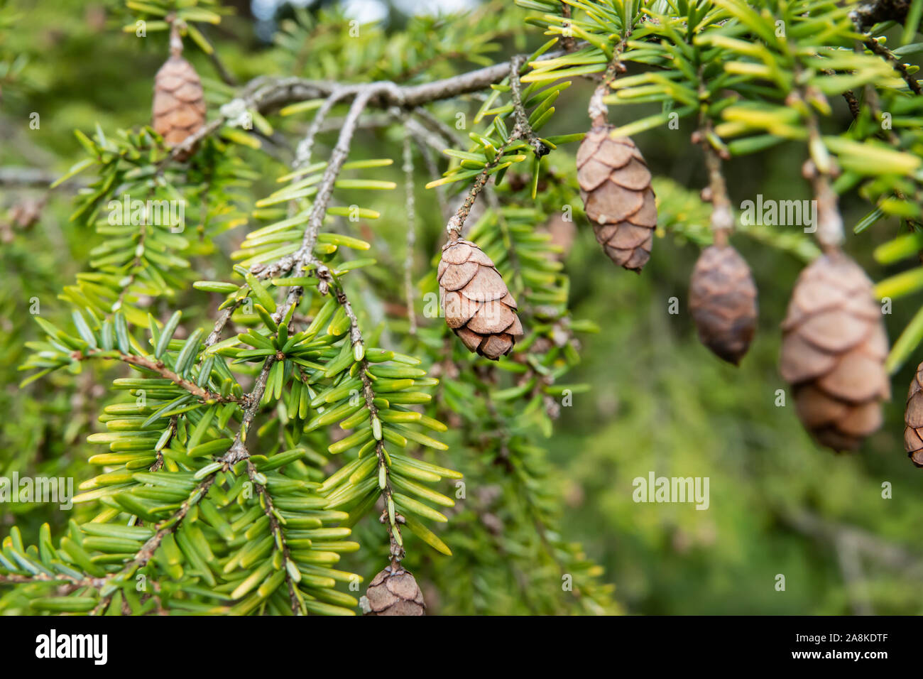 Western Hemlock Kegel im Winter Stockfoto