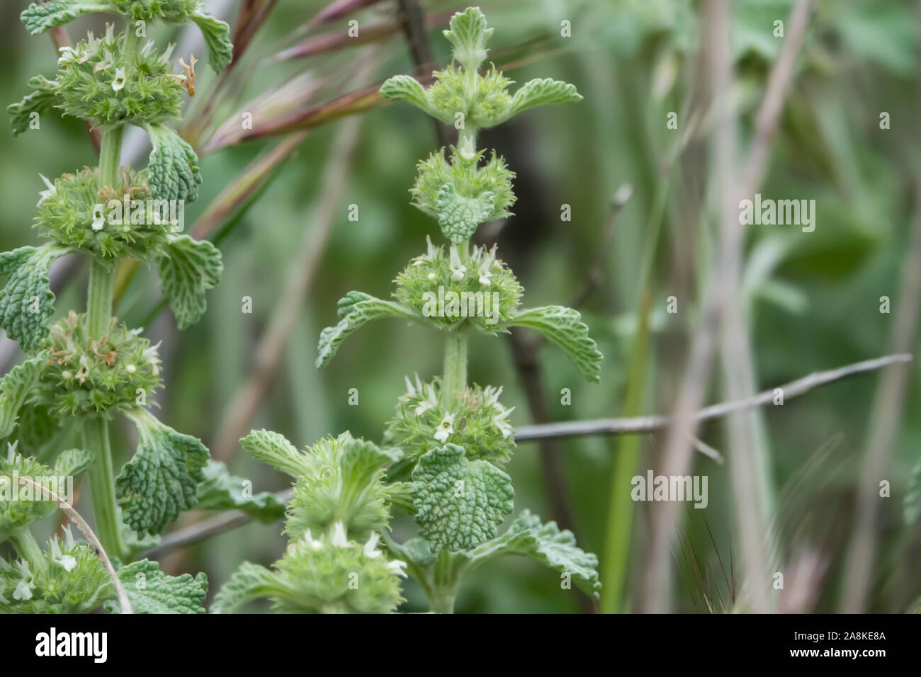 White Horehound Blumen in voller Blüte im Frühling Stockfoto