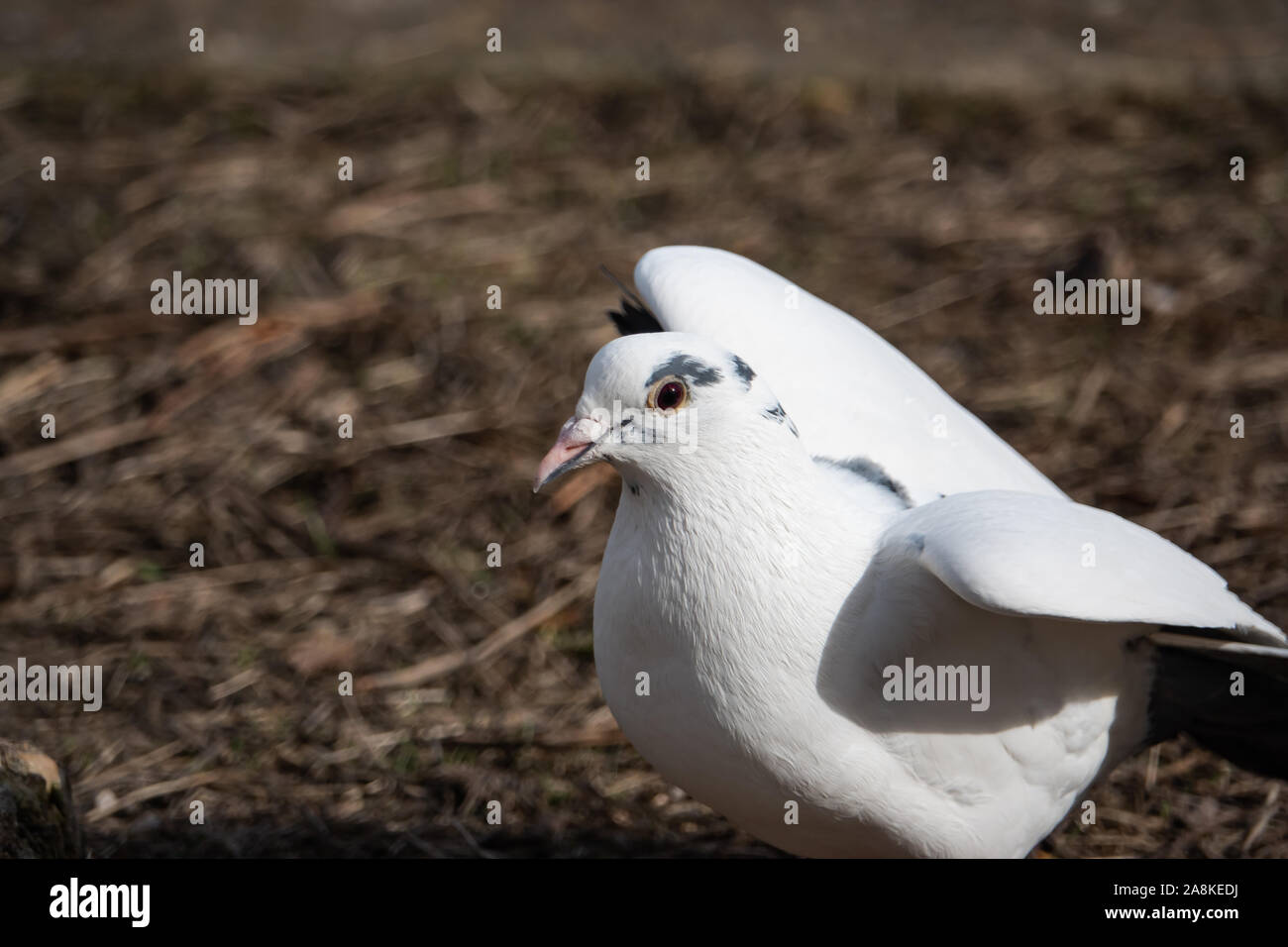 Weiße Taube im Winter Stockfoto