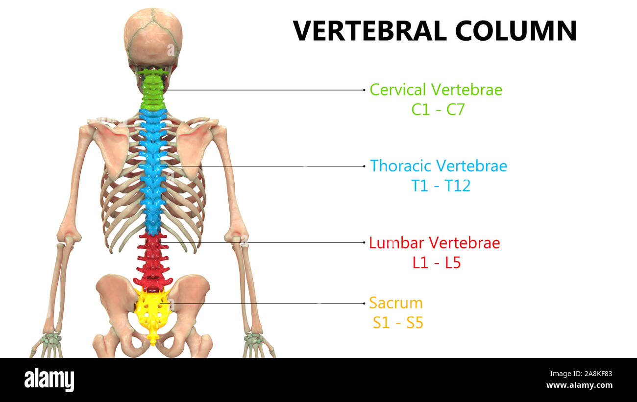Die Wirbelsäule von menschlichen Skelett System Anatomie ...