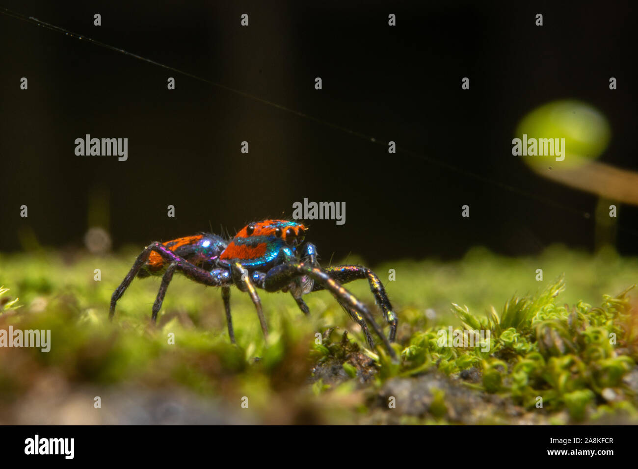 Kleine bunte Spinne, Kandy, Sri Lanka Stockfotografie - Alamy